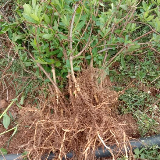 平邑县 四季金银花苗