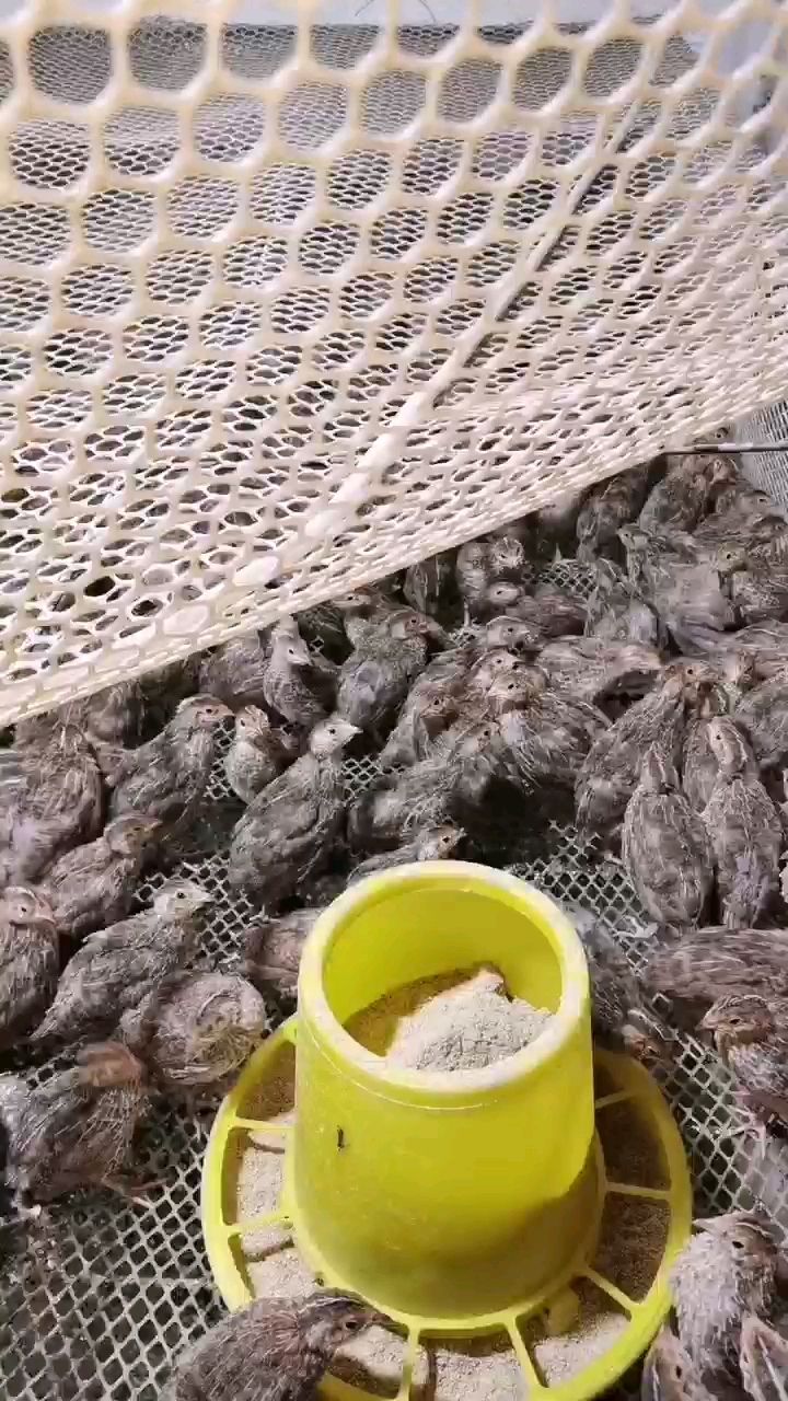 大量供应鹌鹑苗   青年鹌鹑