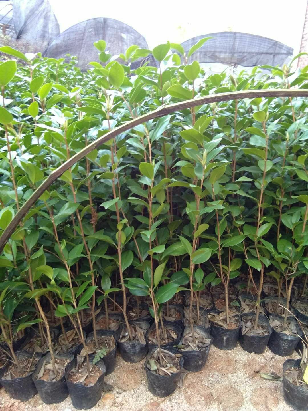  茶花苗