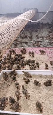 大量供应鹌鹑苗   青年鹌鹑