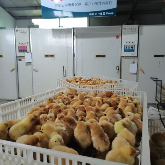 枣阳市土鸡苗皖南黄鸡苗公苗母苗混苗