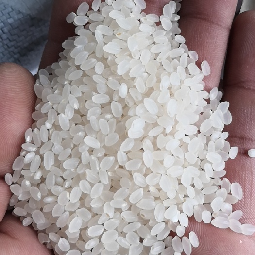 长春当年新粳米，一季稻，珍珠米，长粒香，等级不同价格不等，
