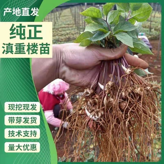 优质云南滇重楼苗高杆重楼苗七叶一枝花苗药材种苗全国包邮！