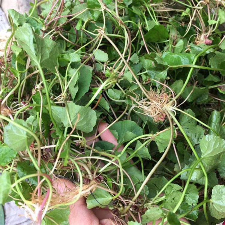 积雪草中药材雷公根新鲜晒干崩大碗草马蹄草破铜钱草中草药地钱草