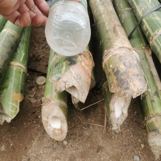 菜架竹   排山竹