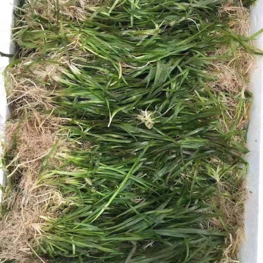 洪湖市四季常青矮生苦草长叶苦草种籽扁担草小龙虾螃蟹养殖净化淡水植物