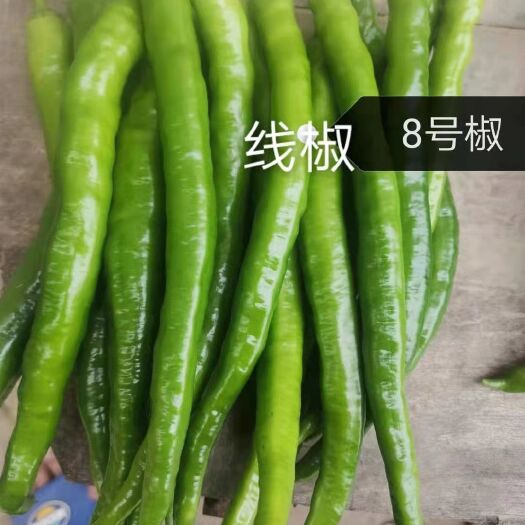 博白县螺丝椒 大量供应各种辣椒，价廉物美