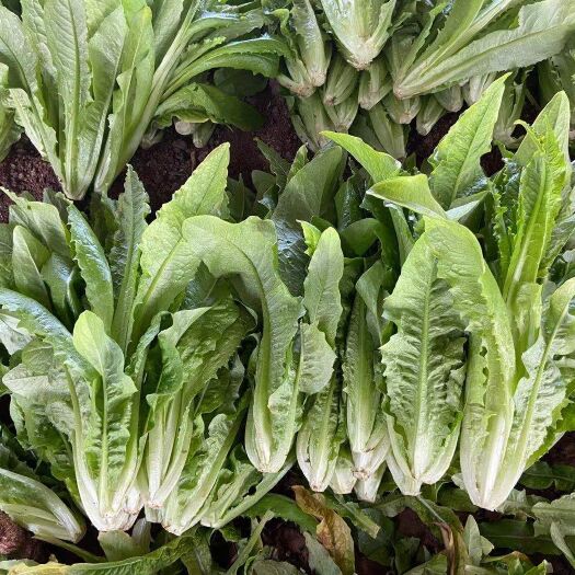 邯郸精品油麦菜