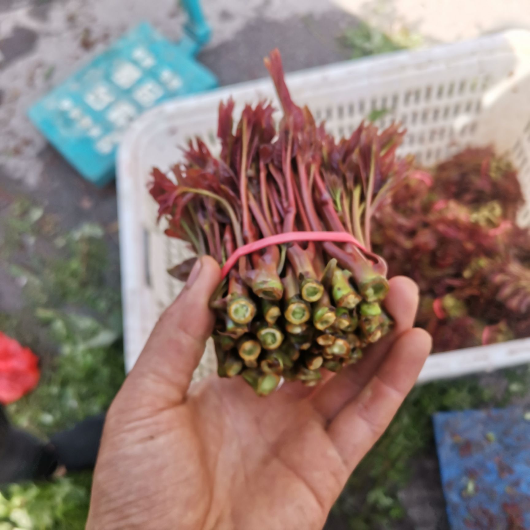  四川大竹红油香椿芽 头茬精品 电商一件代发