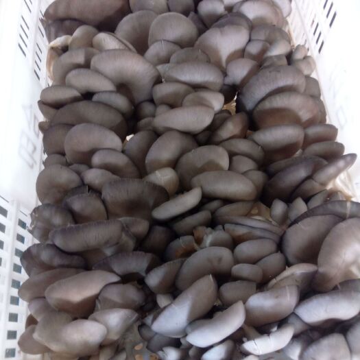 邯郸鲜平菇 熟料栽培，无黄菇病。柄短肉厚，一级品。