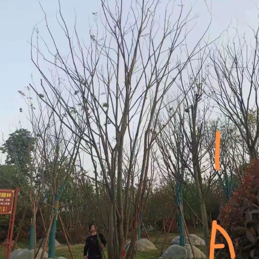 成都其它苗木 丛生朴树，自家货，欢迎选购
