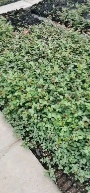 沭阳县粉色龙沙宝石月季 500盆
