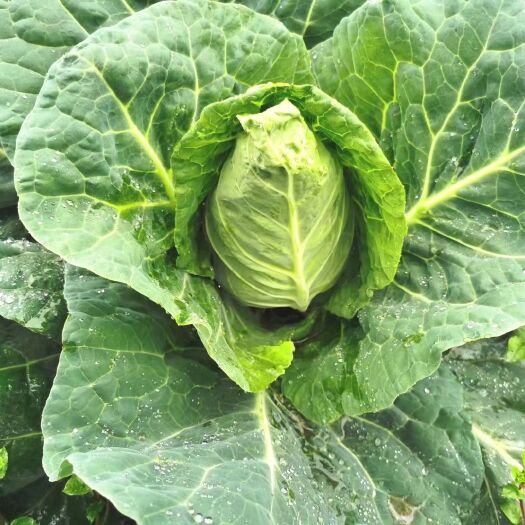 凤冈县牛心甘蓝  包菜（牛心白），8万斤