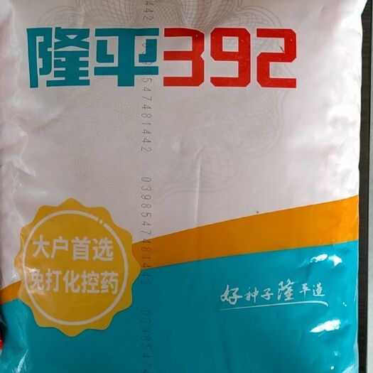 汶上县优质高产超抗倒玉米种隆平392