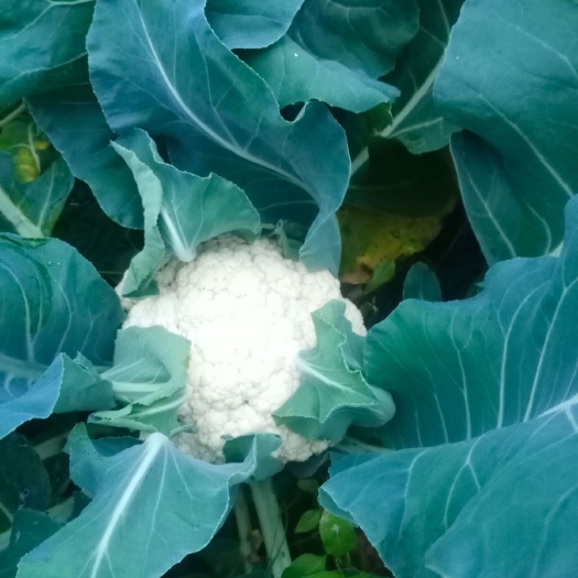 周宁县花菜 白玉80天 梗绿 炒烤炖均可 清甜入味！
