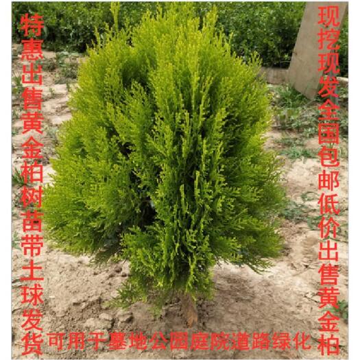 沭阳县 洒金柏十公分至八十公分