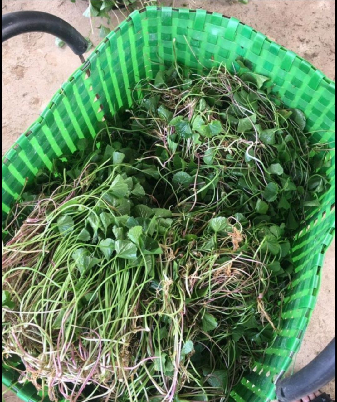 积雪草中药材雷公根新鲜晒干崩大碗草马蹄草破铜钱草中草药地钱草