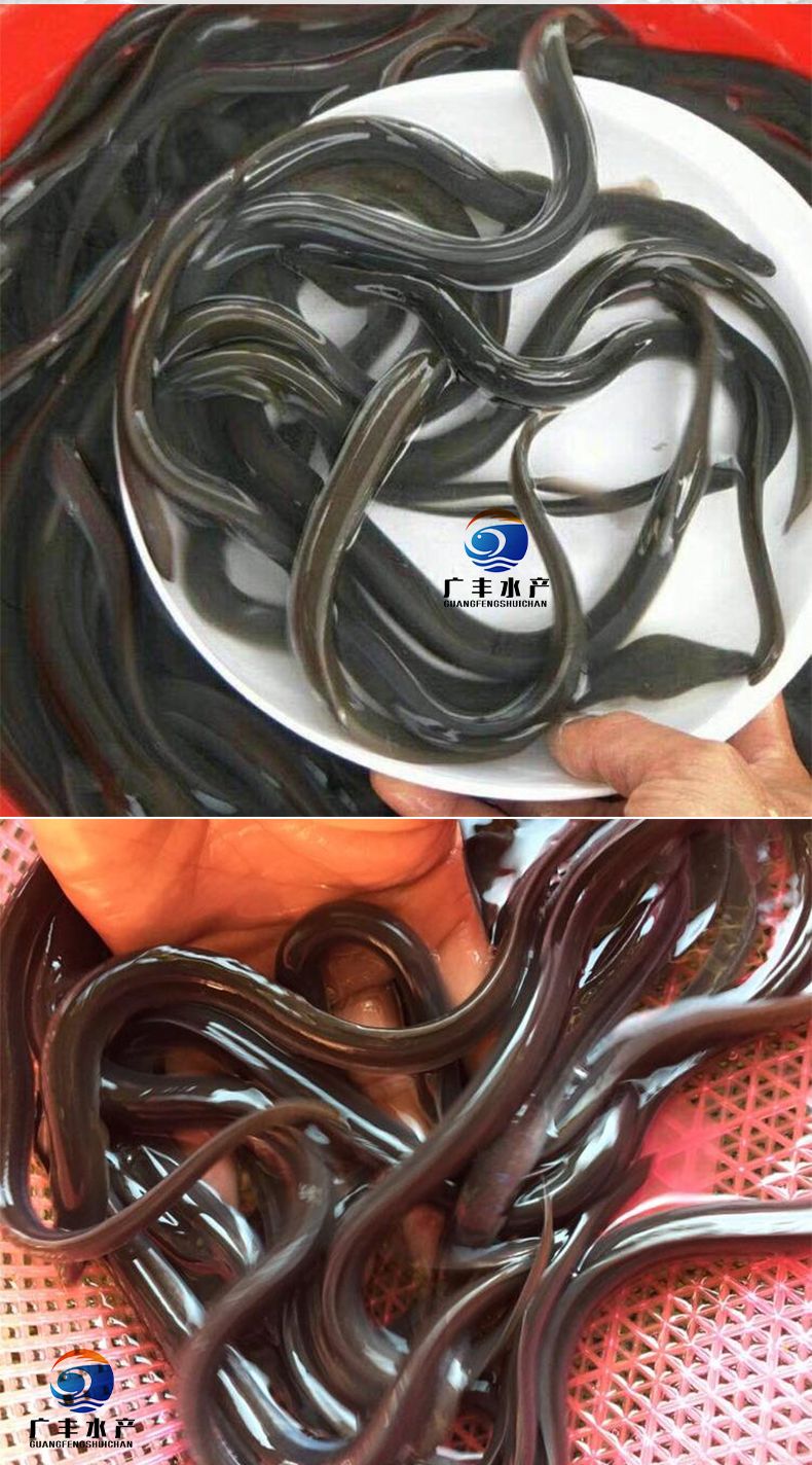 优选鳗鱼苗，值得拥有！