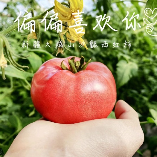吐鲁番普罗旺斯番茄  新疆吐鲁番超火沙瓤西红柿 新货上架