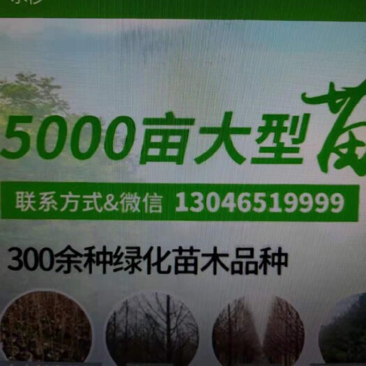 盐城枇杷树苗5公分8公分10公分枇杷树价格
