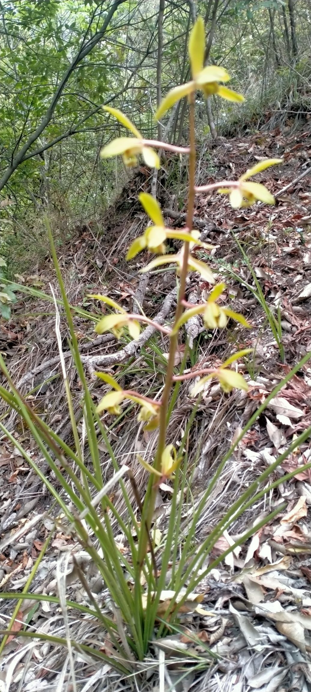 兰花，兰草，兰草花