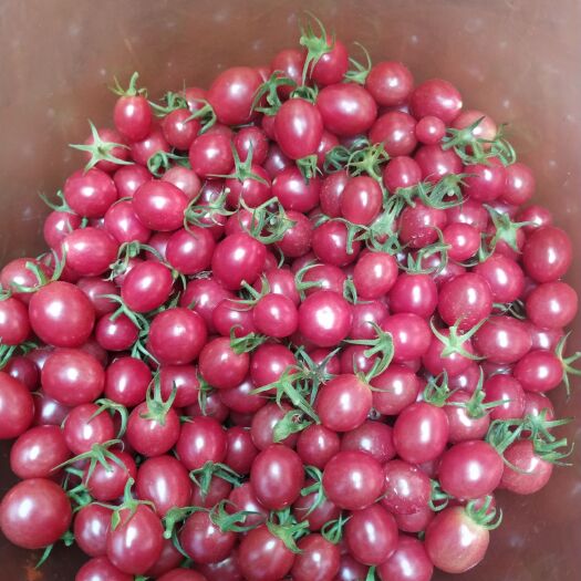 雷州市圣女果 紫色小西红柿，超甜的口感小水果。