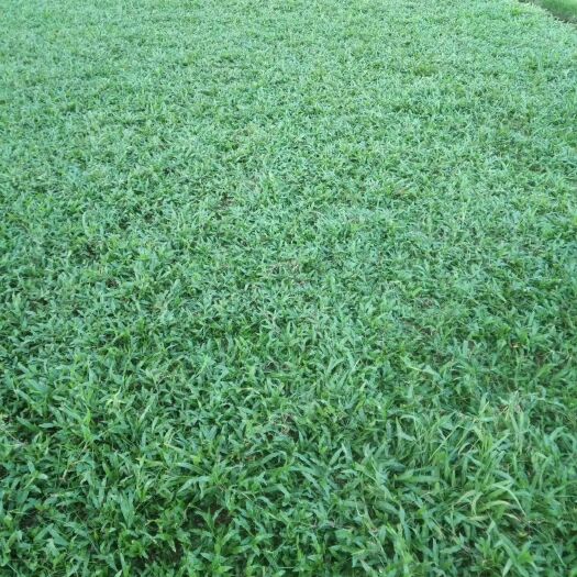 博罗县精品草草块，卷草，大叶油