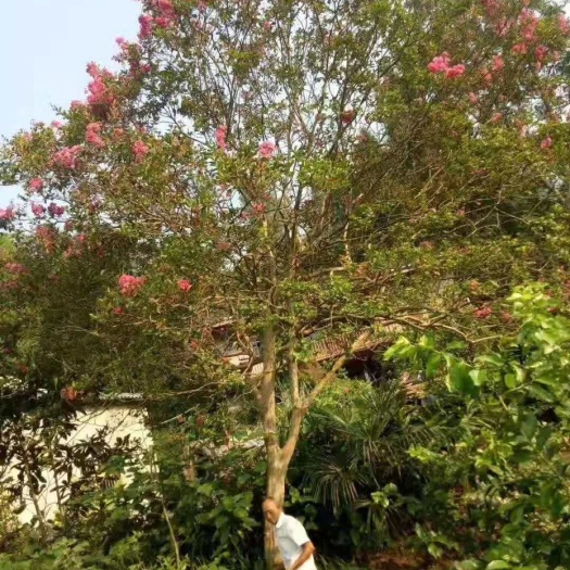成都其它苗木 紫薇，自家基地量大从优，欢迎选购