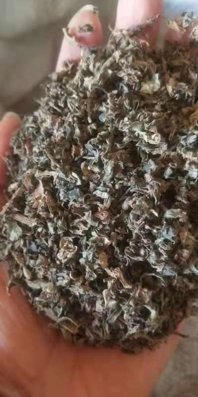 干马齿苋  （药用）除尘切段 干净一公斤起包邮