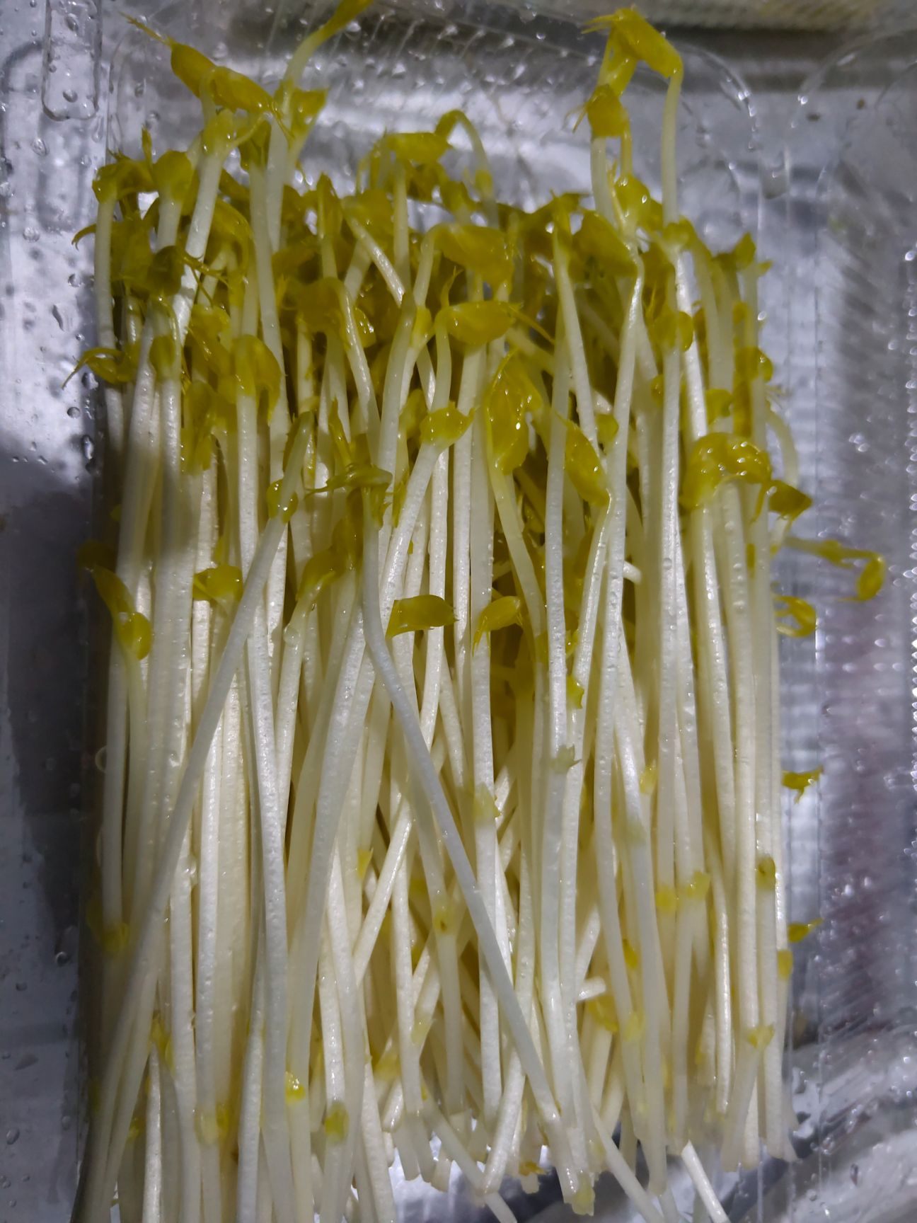 豌豆苗、菜之初苗芽菜，无农药残留富氧水培菜。