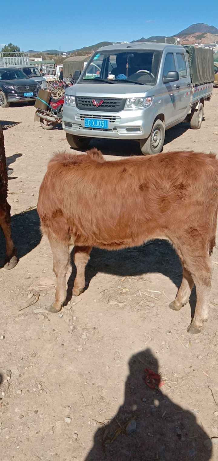 杂交牛  贵州大形牛市货源充足