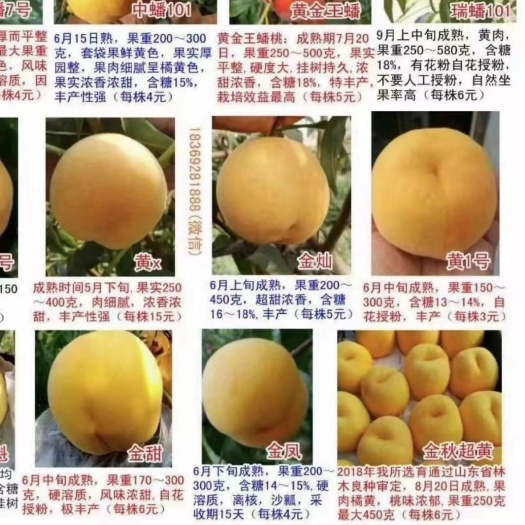 枣庄桃树苗杏树苗各种果树苗