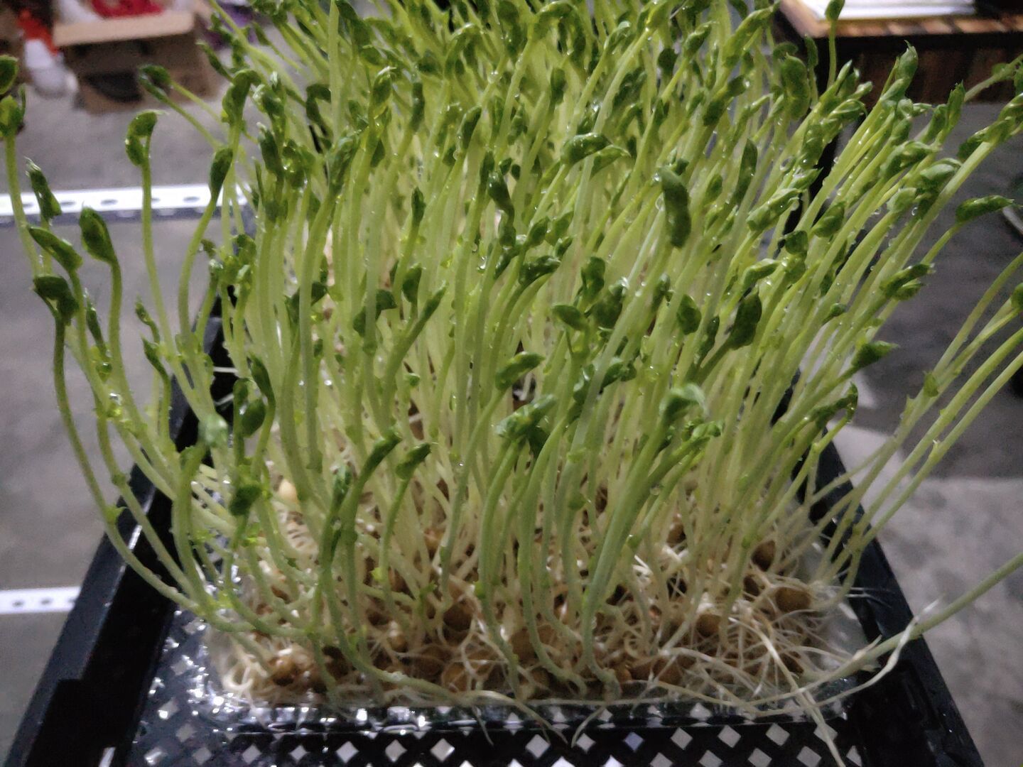 豌豆苗、菜之初苗芽菜，无农药残留富氧水培菜。