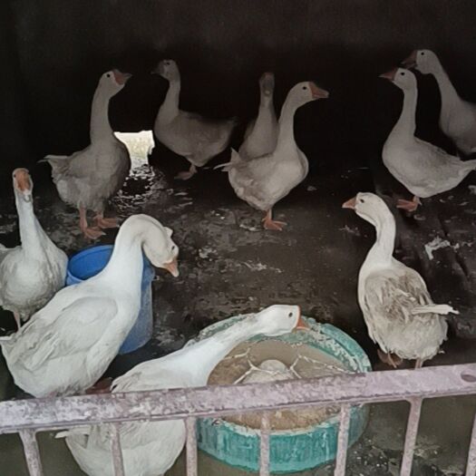 阜阳白鹅 鹅