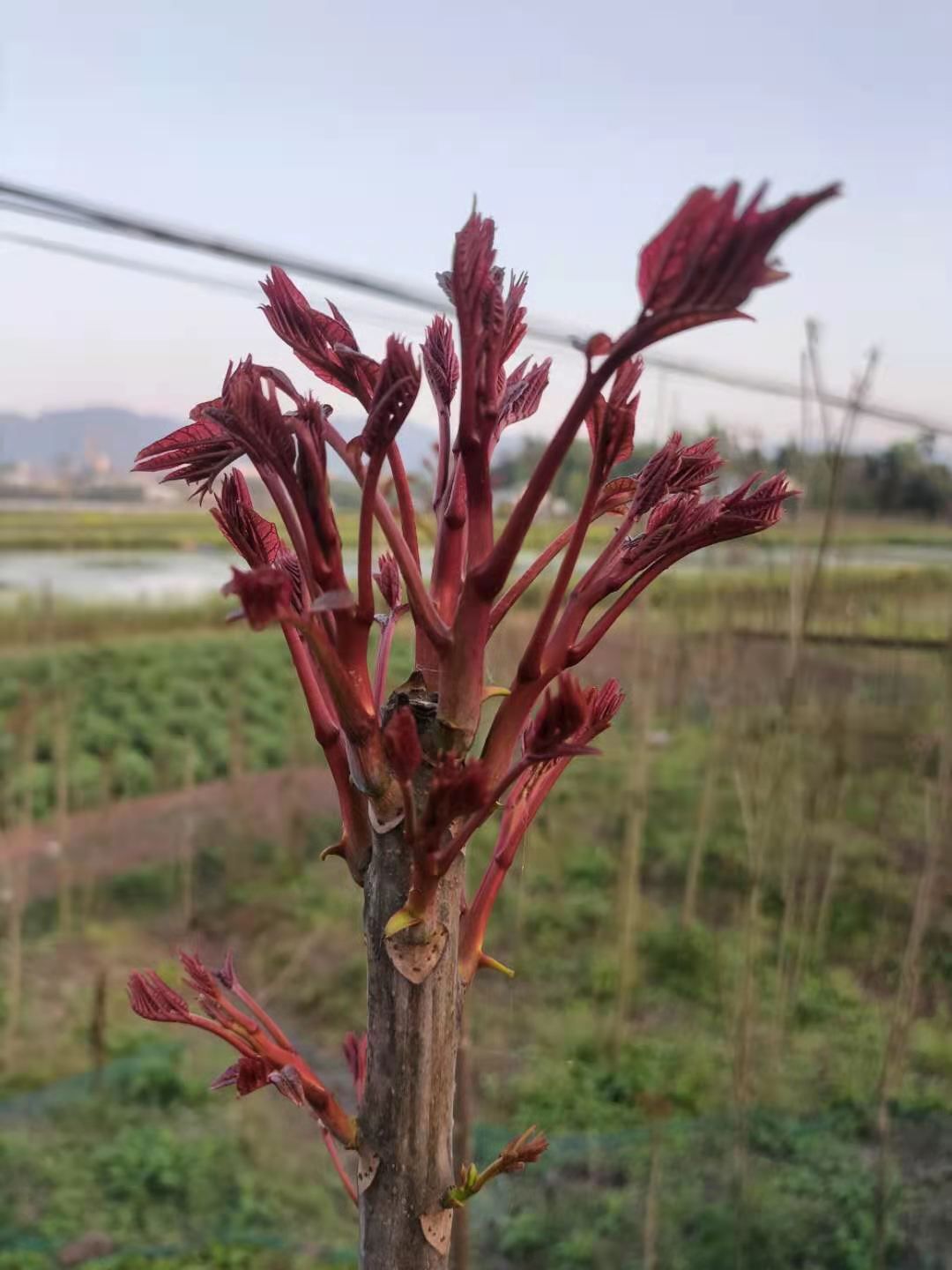  四川大竹红油香椿芽 头茬精品 电商一件代发