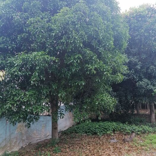 桂林 四季桂桂花树