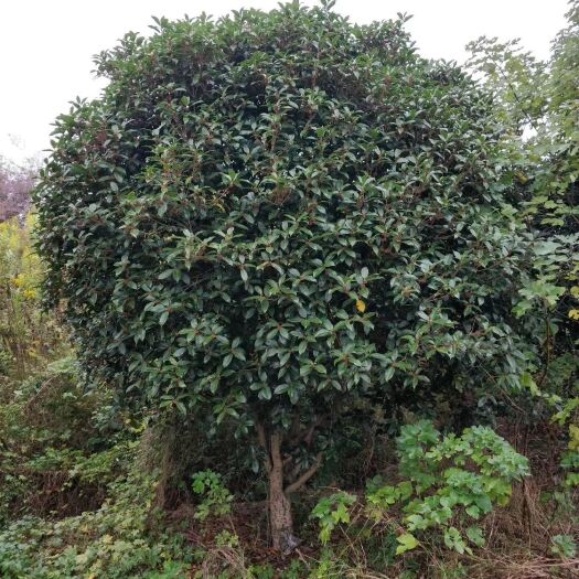 句容市金桂 桂花树