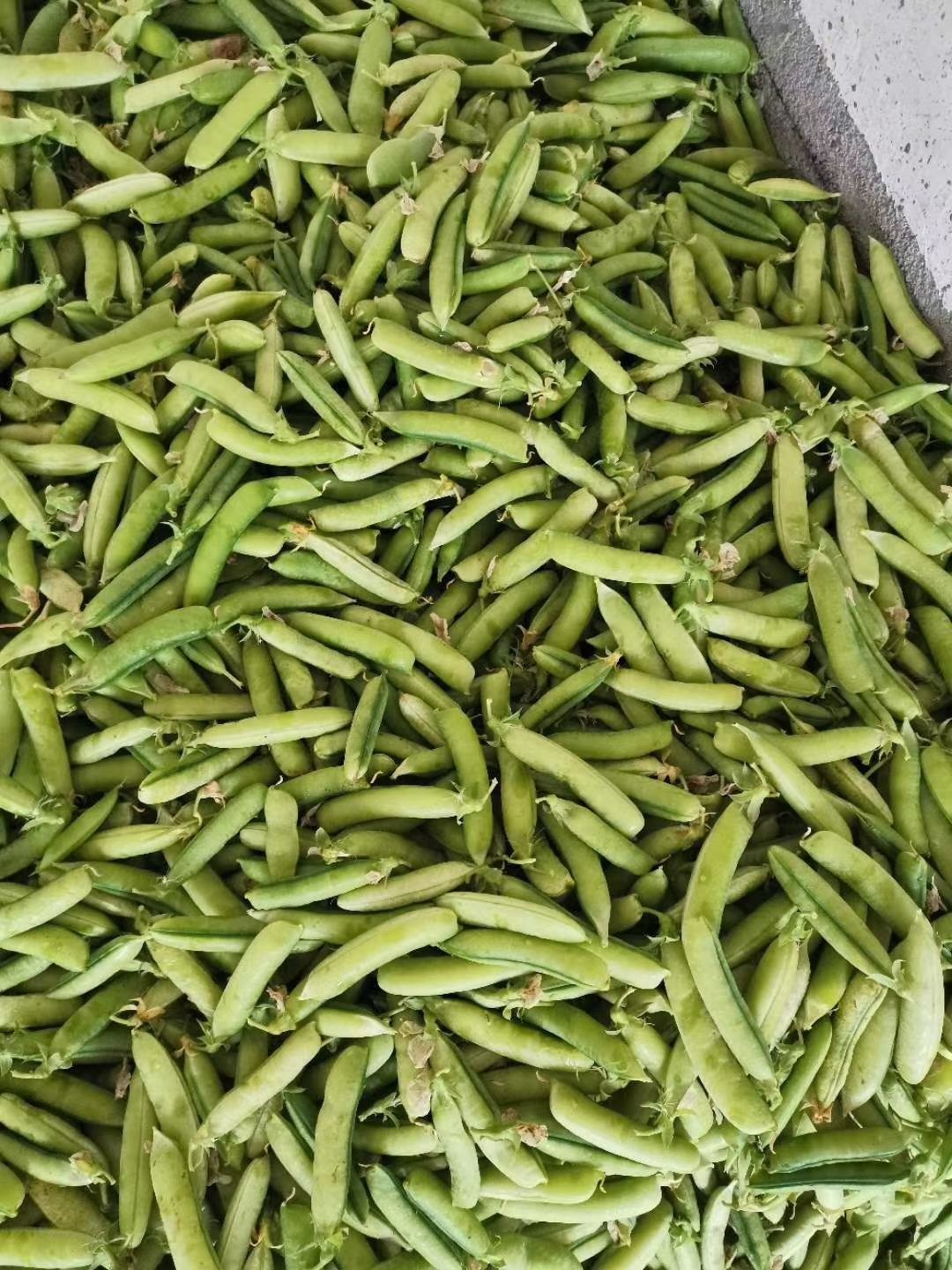 豌豆荚  白豌豆青豌豆产地直销  颗粒饱满