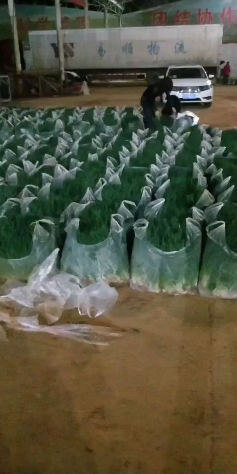 泸西县香葱 优质服务每一位客户