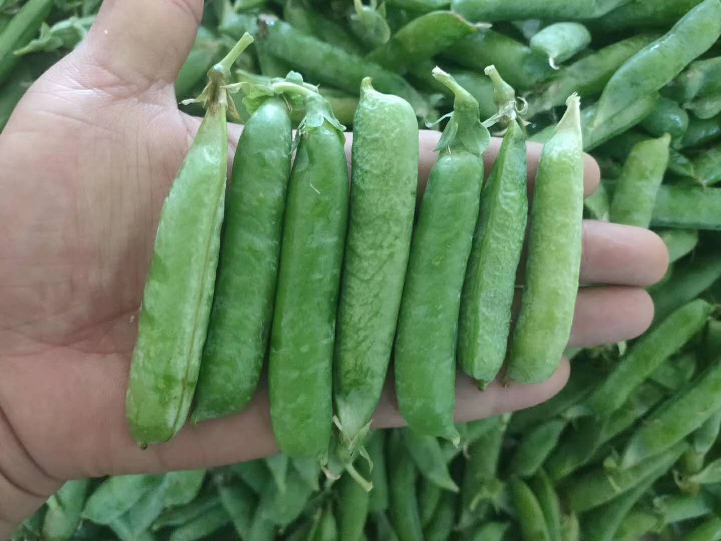 豌豆荚  白豌豆青豌豆产地直销  颗粒饱满