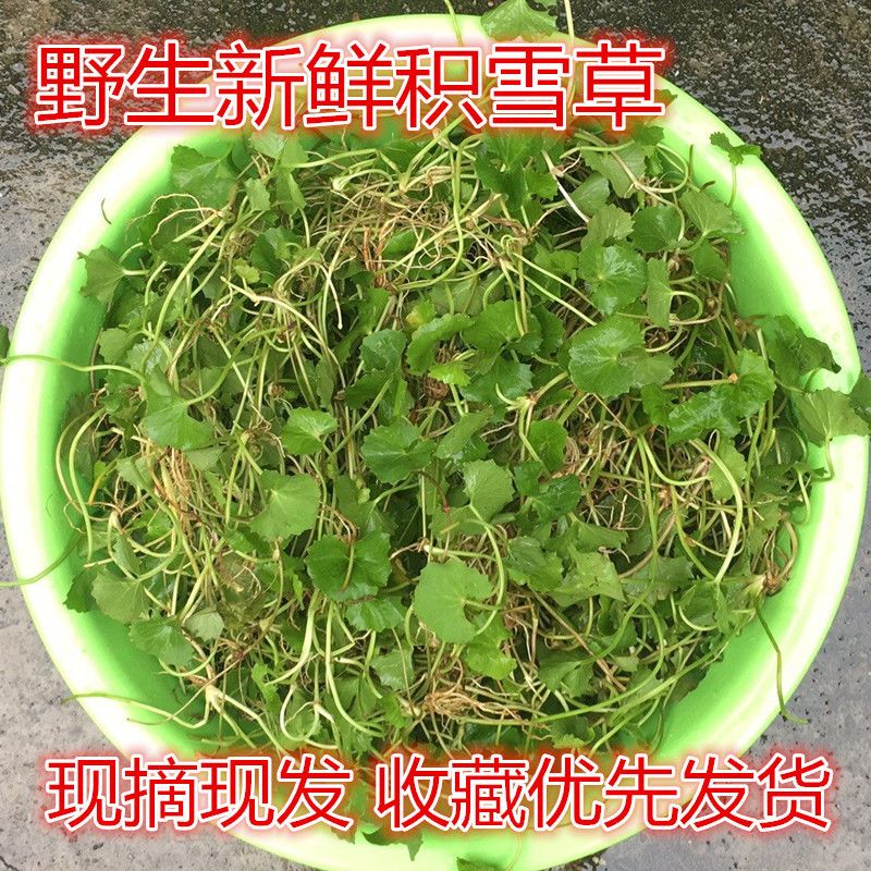 积雪草中药材雷公根新鲜晒干崩大碗草马蹄草破铜钱草中草药地钱草