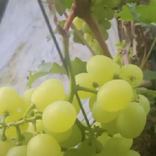 莒县 维多利亚葡萄