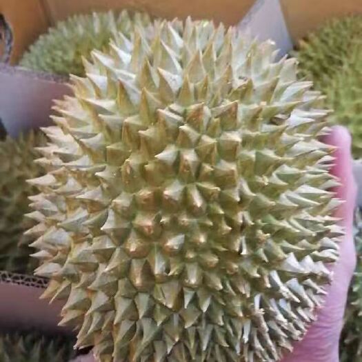 凭祥市托曼尼榴莲，一级6头，32斤重
