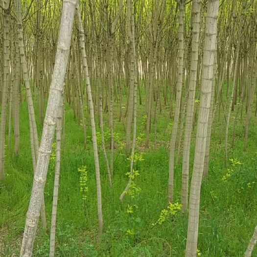扶风县 金叶复叶槭