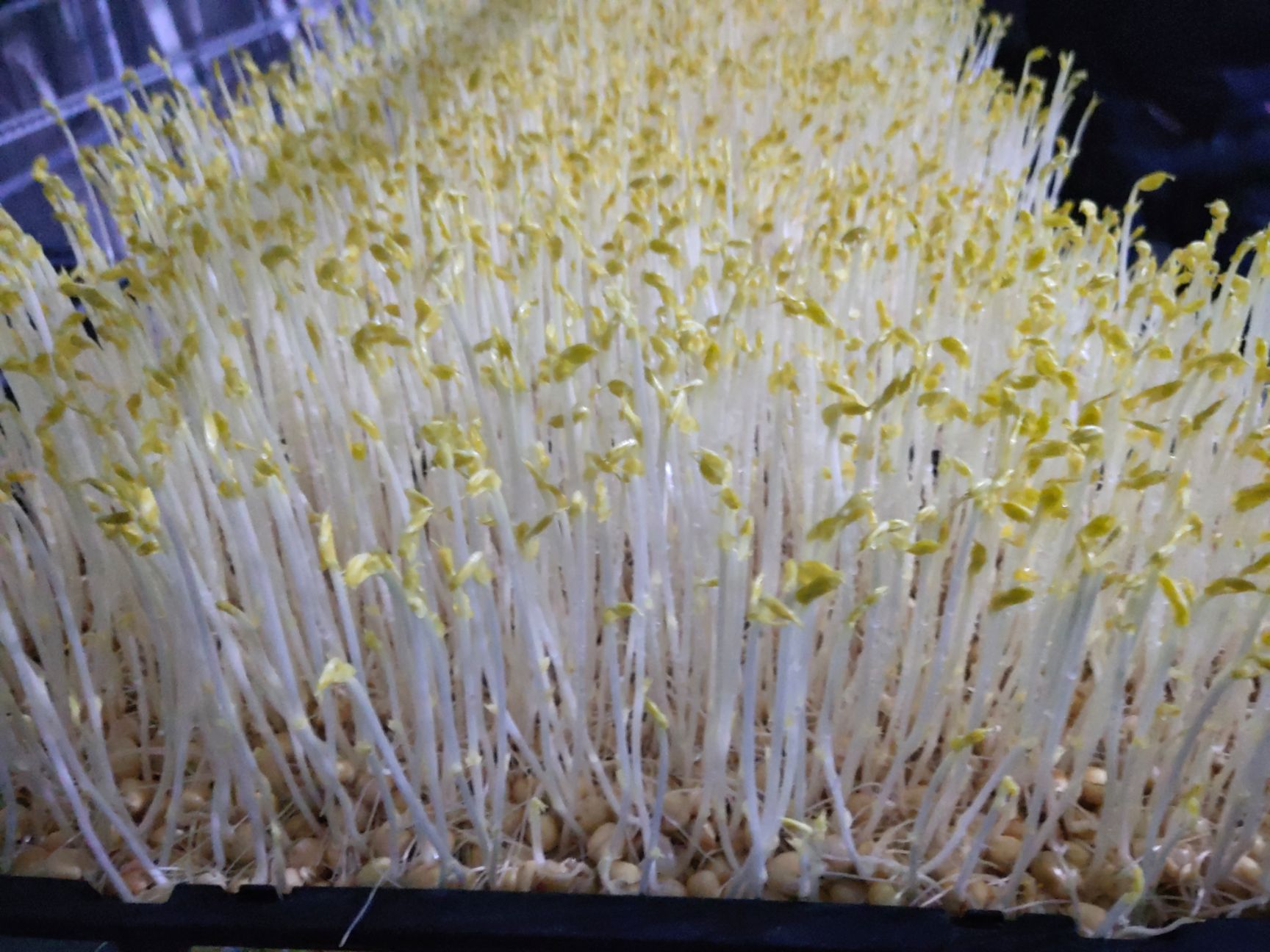 豌豆苗、菜之初苗芽菜，无农药残留富氧水培菜。
