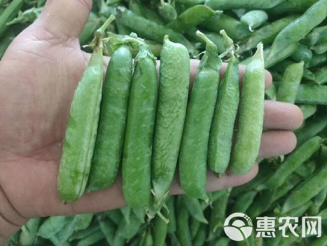 豌豆荚  白豌豆青豌豆产地直销  颗粒饱满