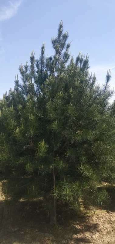  本苗圃大量出售白皮松2一6米！树型优美，量大从优！