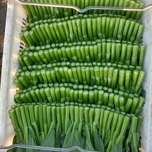 南阳广州菜心  广东菜心基地直供，欢迎实地考察。