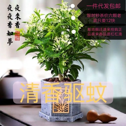 夜来香盆栽植物浓香型室庭花苗树苗