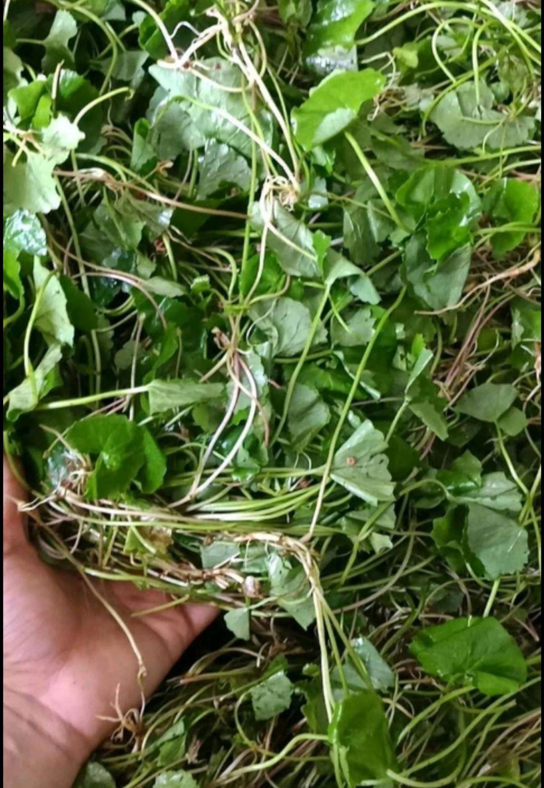 积雪草中药材雷公根新鲜晒干崩大碗草马蹄草破铜钱草中草药地钱草